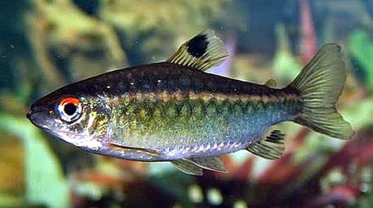 Arnoldichthys spilopterus African Redeyed Tetra Arnoldichthys spilopterus Tropical Fish