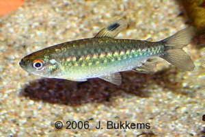 Arnoldichthys spilopterus Arnoldichthys spilopterus Niger tetra African Red Eyed Characin