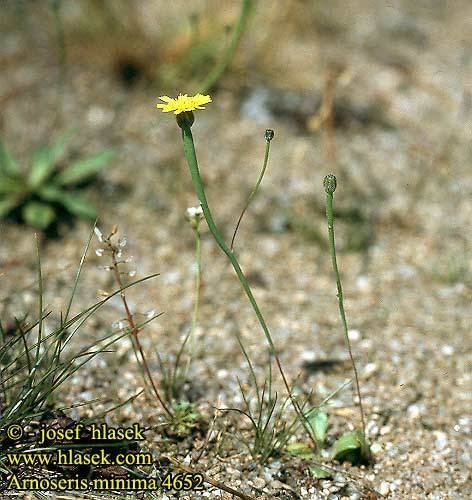 Arnoseris Arnoseris minima Lamb39s succory Hyoseris minima