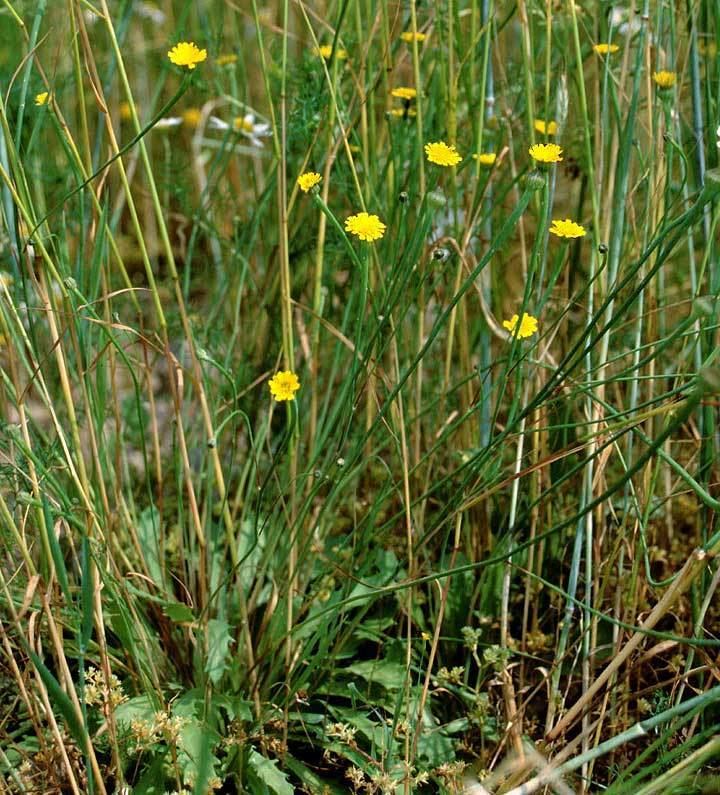 Arnoseris Arnoseris minima Lamb39s succory Hyoseris minima