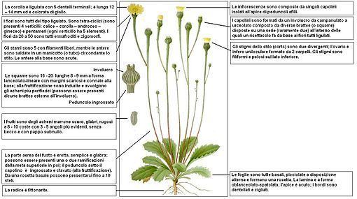 Arnoseris Arnoseris minima Wikipedia