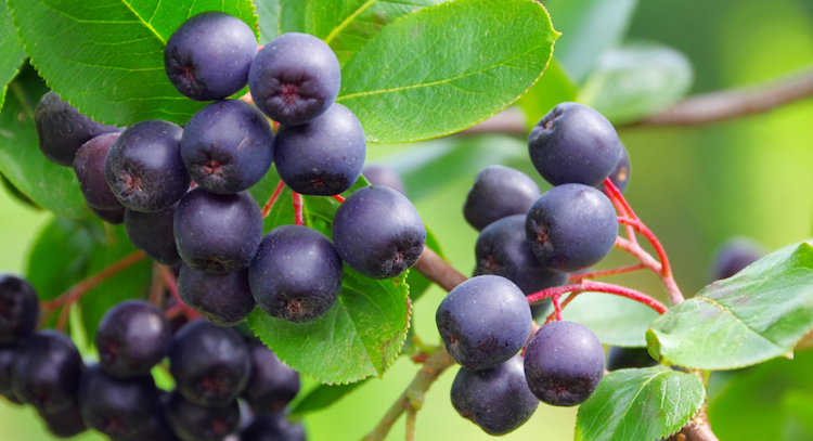 Aronia Are Aronia Berries the Newest Superfoods
