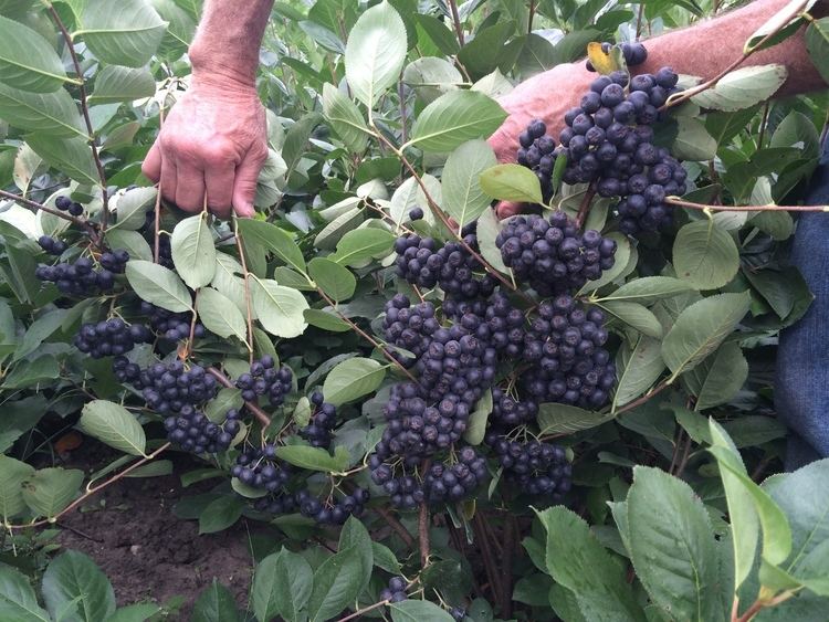 Aronia Aronia Meristem Farm And Nursery