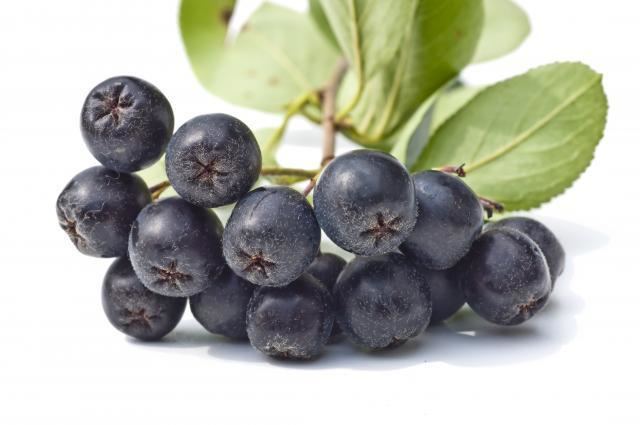 Aronia Aronia Berry Chokeberry Benefits Nutrition Facts Recipes