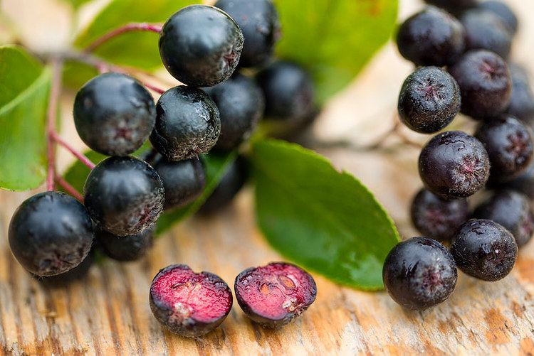 Aronia 1000 images about Aronia berries on Pinterest News health Health
