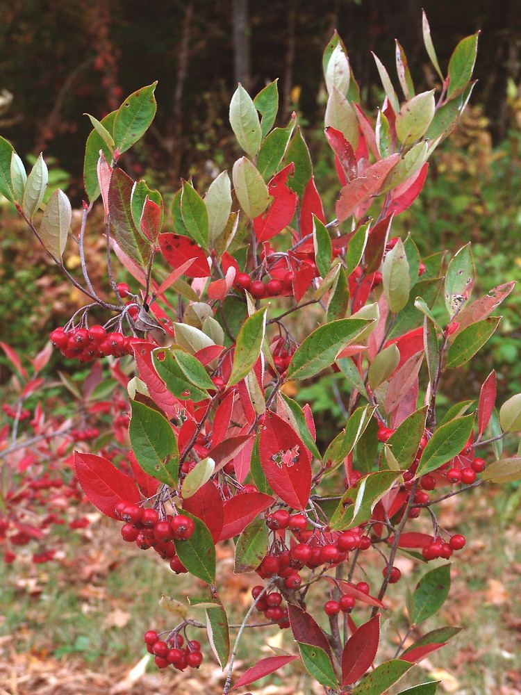 Aronia arbutifolia Aronia arbutifolia red chokeberry Go Botany