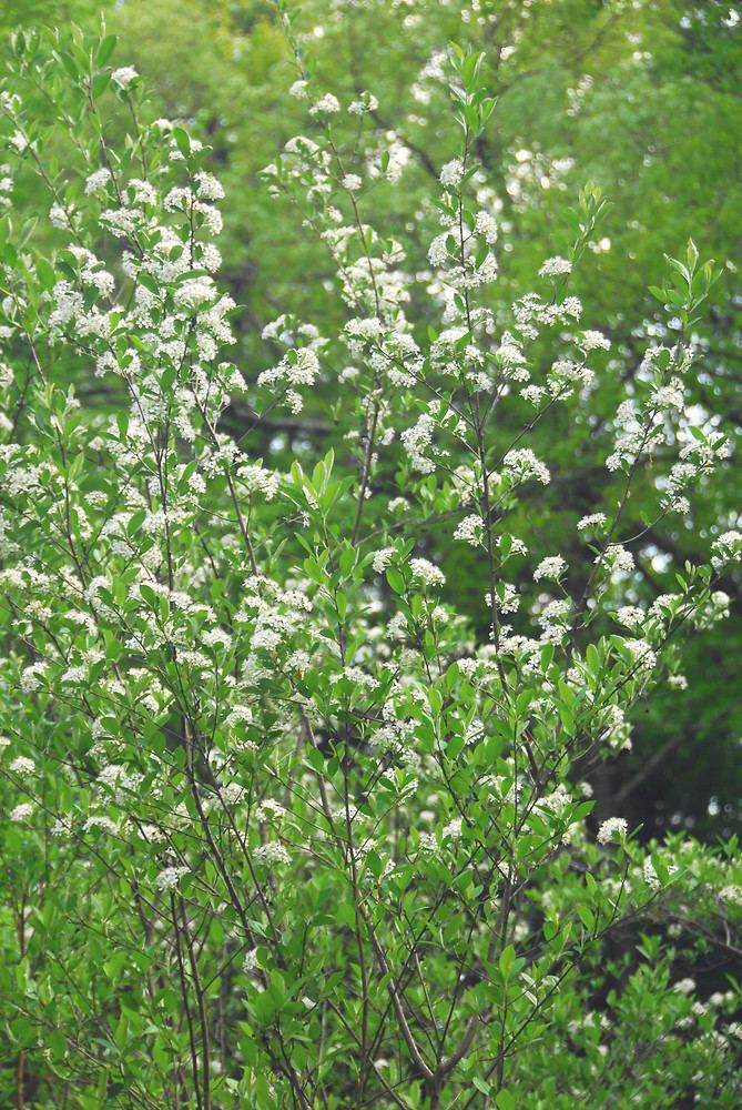 Aronia arbutifolia Aronia arbutifolia red chokeberry Go Botany