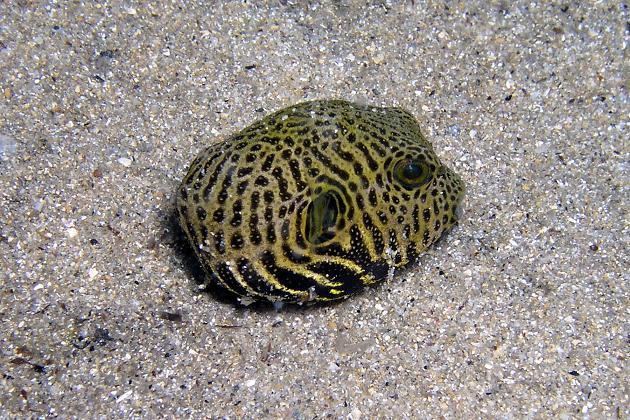 Arothron stellatus Starry Pufferfish Arothron stellatus Bloch amp Schneider 1801