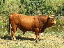 Arouquesa cattle httpsuploadwikimediaorgwikipediacommonsthu