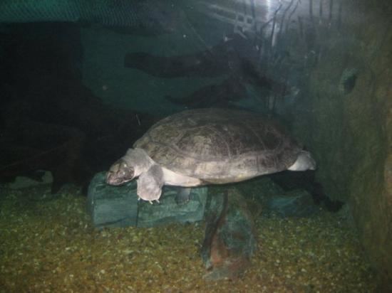 Arrau turtle Arrau Turtle Picture of Dallas World Aquarium Dallas TripAdvisor