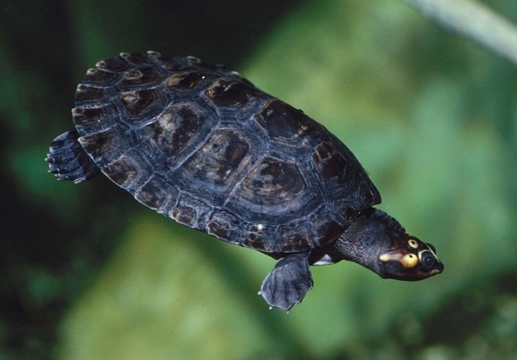 Arrau turtle Arrau turtle Oregon Zoo