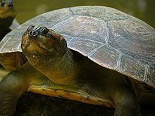 Arrau turtle httpsuploadwikimediaorgwikipediacommonsthu