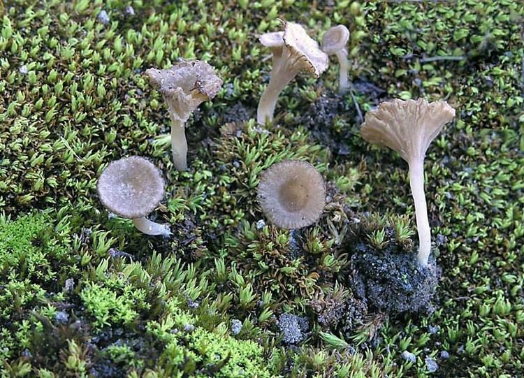 Arrhenia Arrhenia rickenii Funghi Non Commestibili o Sospetti Funghi in