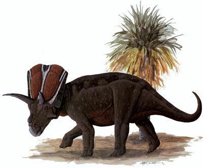 Arrhinoceratops Arrhinoceratops HowStuffWorks