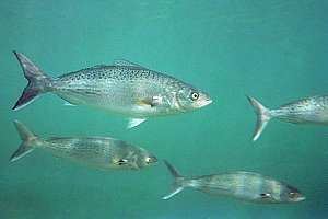 Arripis Fish schools Fish fish and more fish