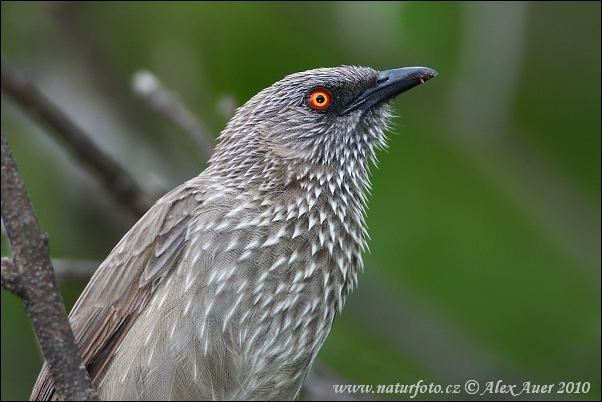 Arrow Marked Babbler - Alchetron, The Free Social Encyclopedia