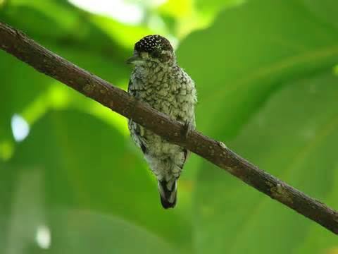 Arrowhead piculet More on Picumninae