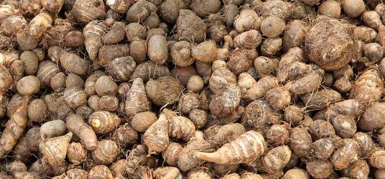 Arrowroot 15 Best Benefits and Uses Of Arrowroot For Skin Hair and Health
