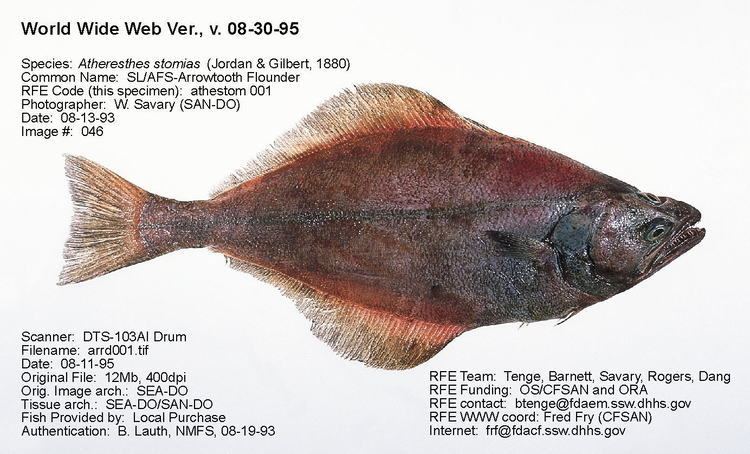 Arrowtooth flounder Regulatory Fish Encyclopedia RFE gt RFE Page 1 for ltigtAtheresthes