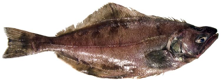 Arrowtooth flounder wdfwwagovfishingbottomfishidentificationgrap