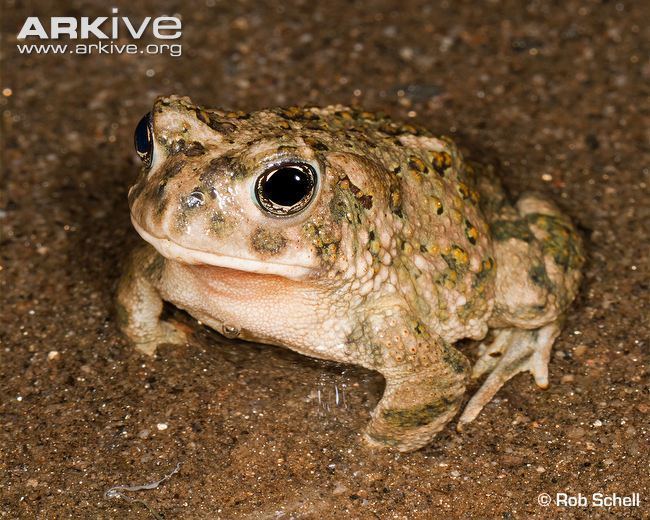 Arroyo toad Arroyo toad photo Anaxyrus californicus G120678 ARKive