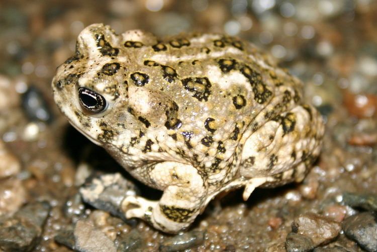 Arroyo toad CalPhotos Anaxyrus californicus Arroyo Toad