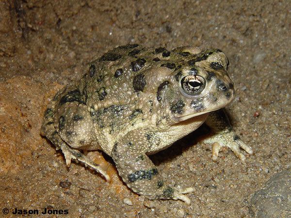 Arroyo toad Anaxyrus californicus Arroyo Toad