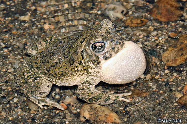 Arroyo toad wwwcaliforniaherpscomfrogsimagesbcalifornicus