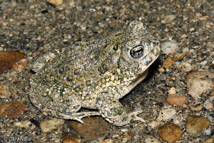 Arroyo toad Anaxyrus californicus Arroyo Toad