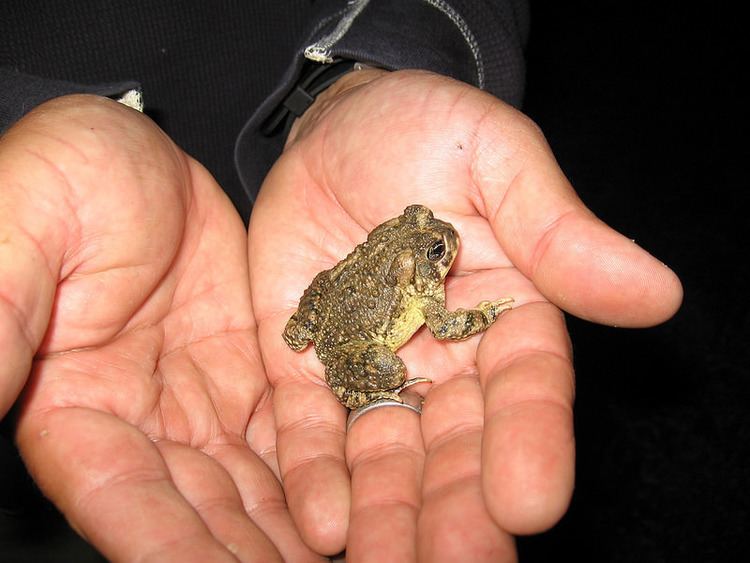 Arroyo toad Arroyo toad remains classified as endangered