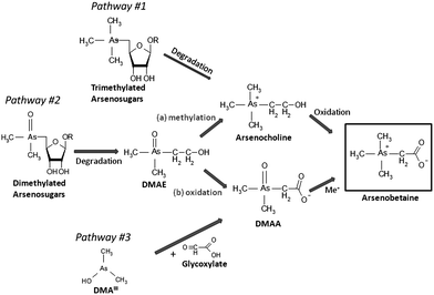 Arsenobetaine Arsenobetaine formation in plankton a review of studies at the base