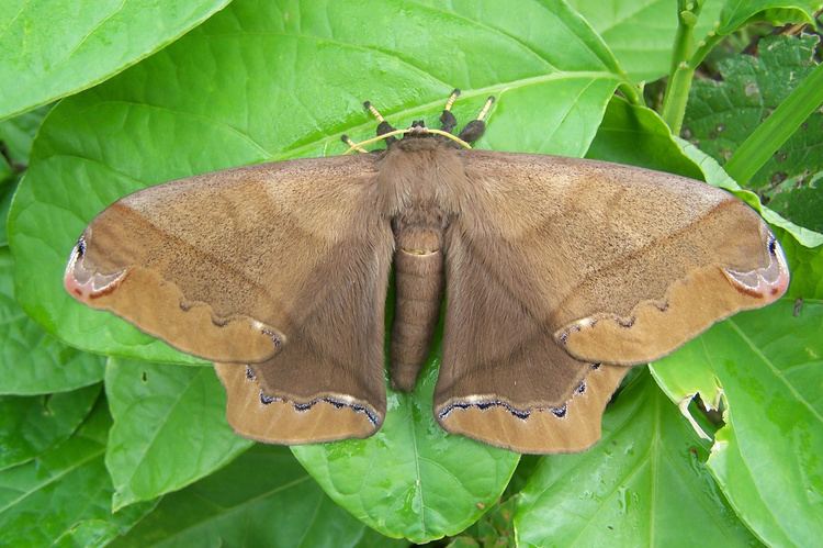 Arsenura armida SATURNIIDAE ARSENURINAE ARSENURA FAUNA PARAGUAY