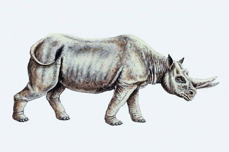 Arsinoitherium Arsinoitherium Facts information about the extinct prehistoric
