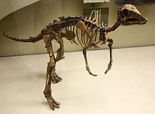 Arstanosaurus httpsuploadwikimediaorgwikipediacommonsthu