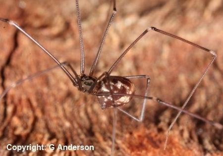 Artema atlanta (Giant Daddy-long-legs Spider) in Kihei, Maui