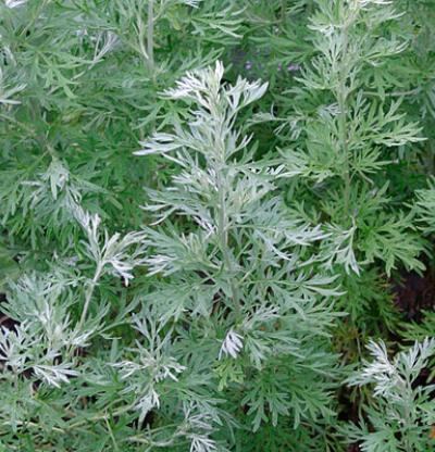 Artemisia absinthium Artemisia absinthium Fine Gardening