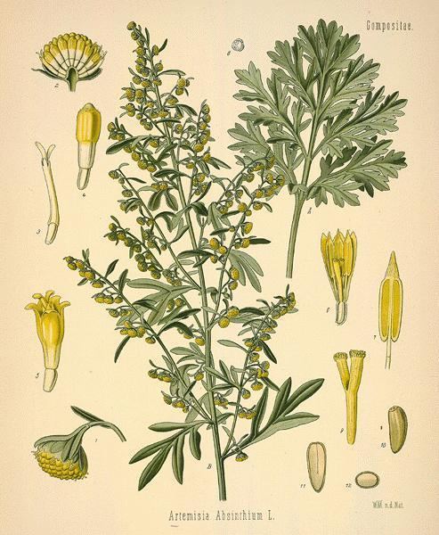 Artemisia absinthium A Modern Herbal Wormwoods