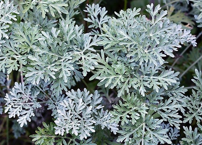 Artemisia absinthium Dr Giuseppe MAZZA Journalist Scientific photographer gt Artemisia