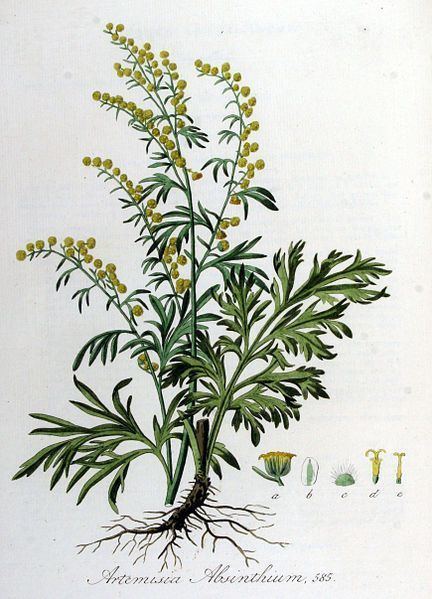 Artemisia absinthium 1000 ideas about Artemisia Absinthium on Pinterest Achillea