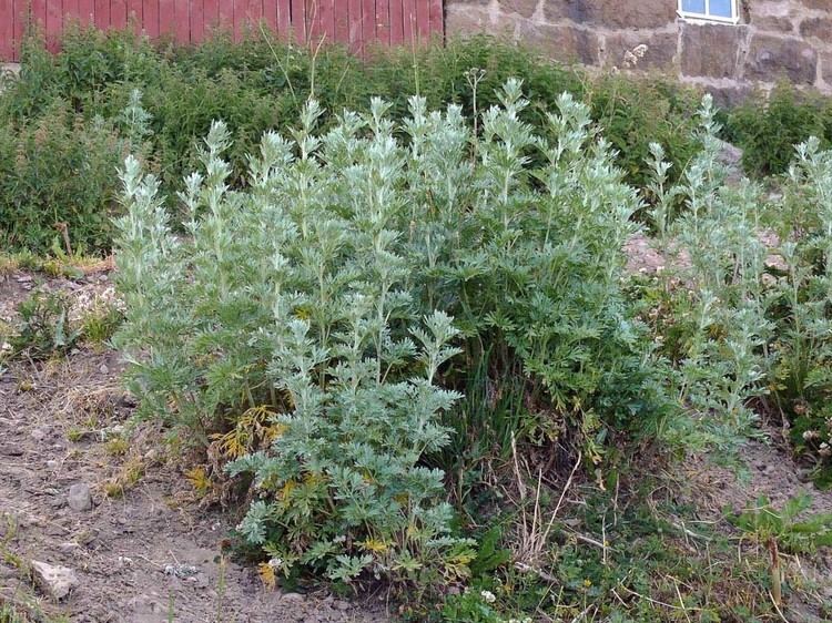 Artemisia absinthium Wormwood Artemisia absinthium Flowers NatureGate