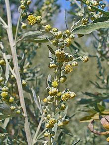 Artemisia absinthium httpsuploadwikimediaorgwikipediacommonsthu