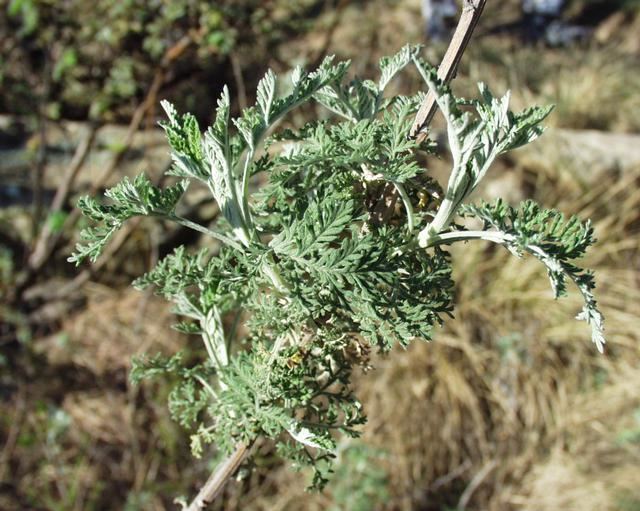 Artemisia afra httpsuploadwikimediaorgwikipediacommonscc