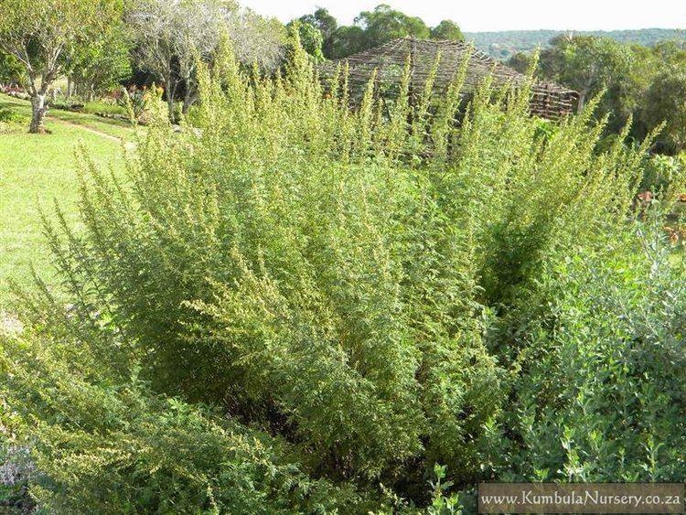 Artemisia afra Artemesia afra Kumbula Indigenous Nursery