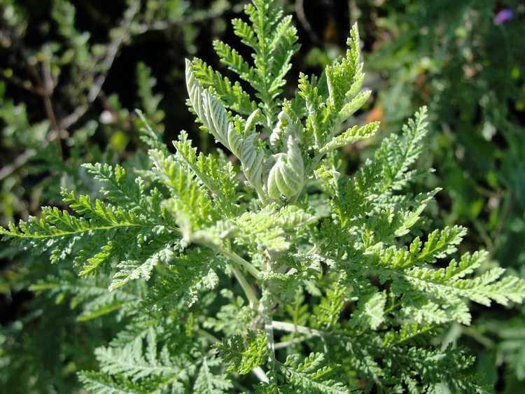Artemisia afra African wormwood Artemisia afra Featured plant at Towerkop