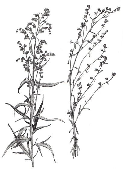 Artemisia alaskana wwwanknuafeduCurriculumBooksViereckimagesw