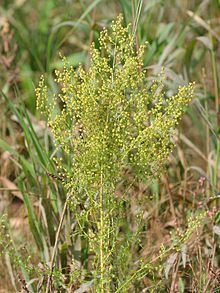 Artemisia annua httpsuploadwikimediaorgwikipediacommonsthu