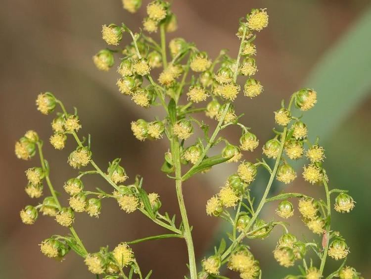 Artemisia annua Essential Oil of Artemisia annua L An Extraordinary Component with