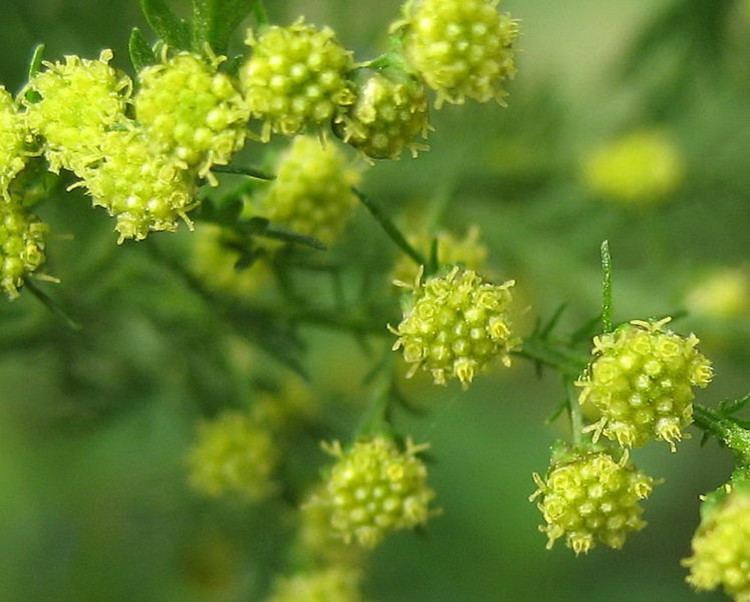 Artemisia annua Artemisia annua annual wormwood sweet sagewort Go Botany