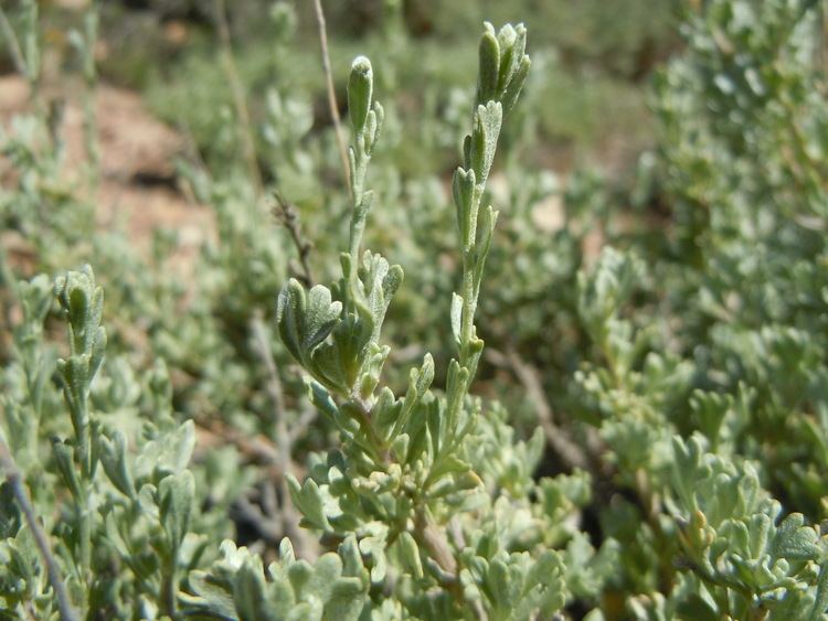 Artemisia arbuscula FileArtemisia arbuscula 003 Matt Lavinjpg Wikimedia Commons