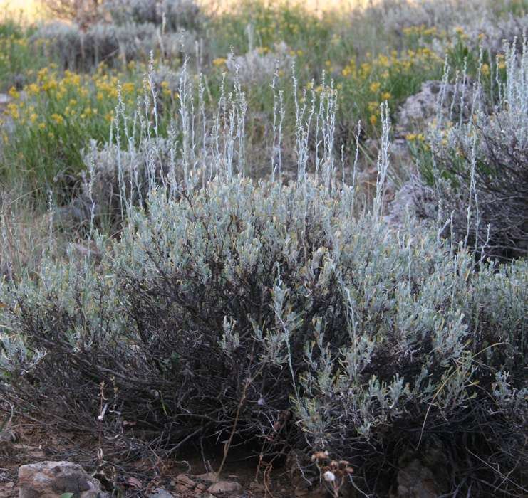 Artemisia arbuscula hasbrouckasueduimglibintermtAsteraceaeArtemi